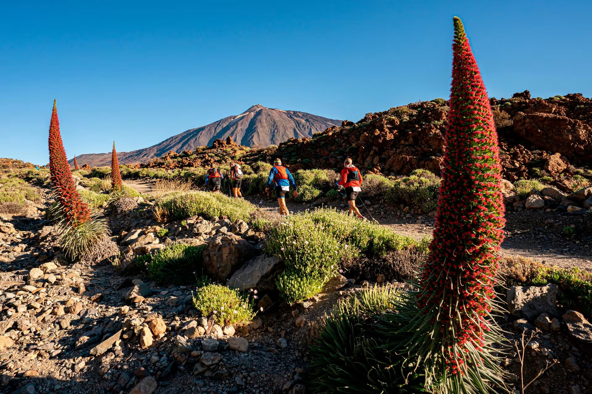 Tenerife Bluetrail by UTMB - TENERIFE BLUETRAIL 73K